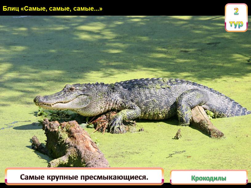 Крокодилы Самые крупные пресмыкающиеся