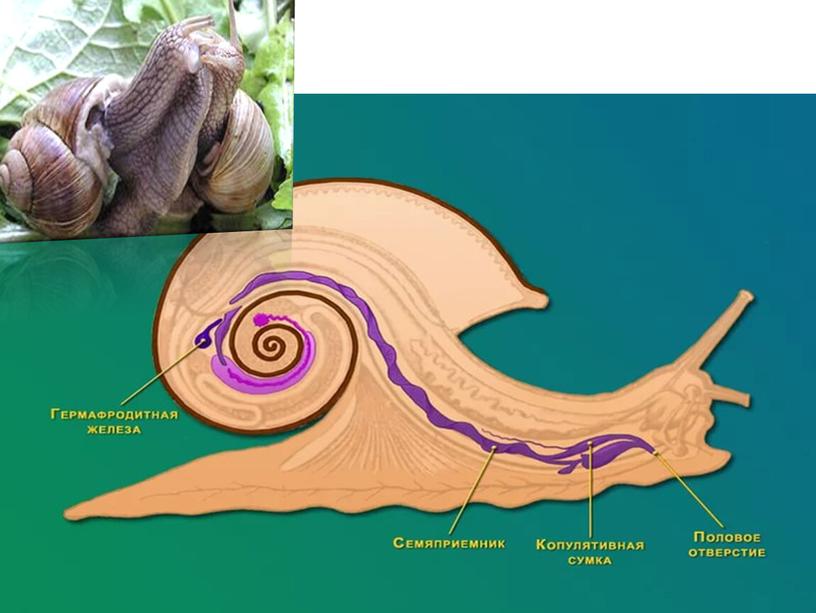 Презентация по биологии на тему "Брюхоногие моллюски"