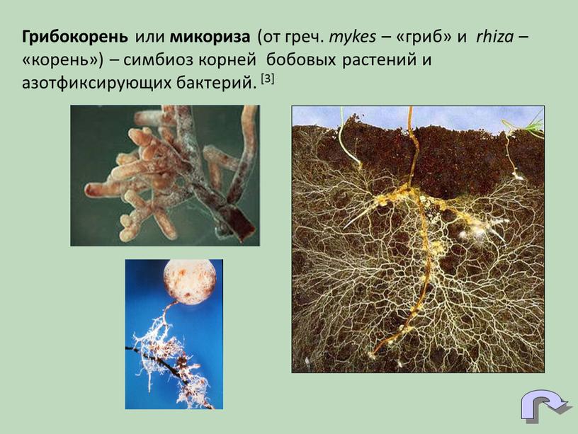 Грибокорень или микориза (от греч