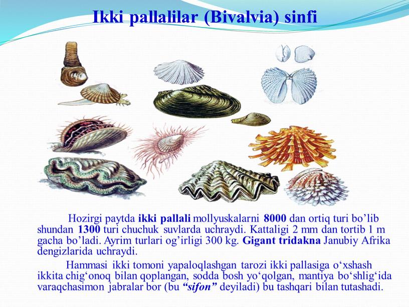 Ikki pallalilar (Bivalvia) sinfi