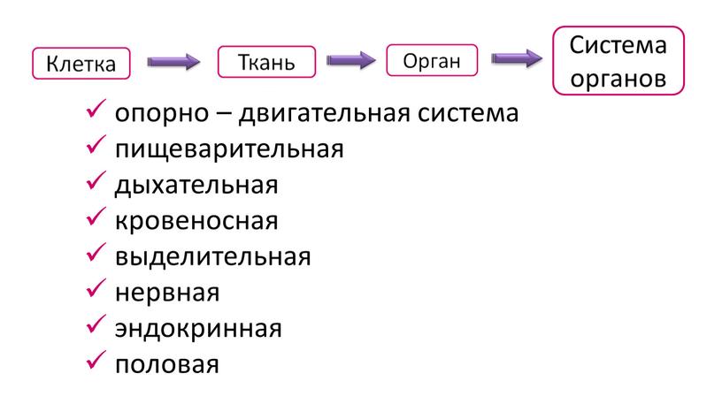 Система органов опорно – двигательная система пищеварительная дыхательная кровеносная выделительная нервная эндокринная половая