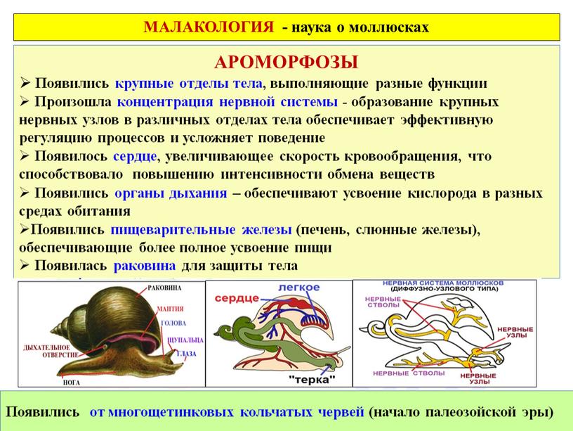 АРОМОРФОЗЫ Появились крупные отделы тела, выполняющие разные функции