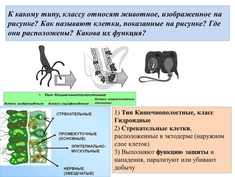 К какому типу относят животное изображенное на рисунке