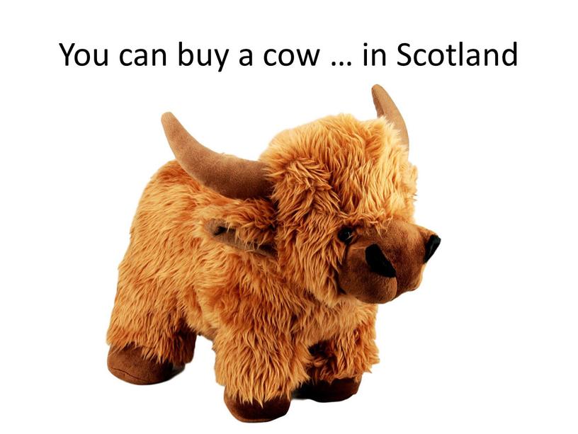 You can buy a cow … in Scotland