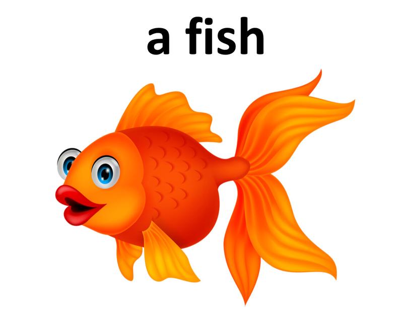 a fish