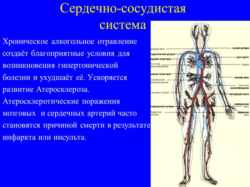 Сердечно-сосудистая система Хроническое алкогольное отравление создаёт благоприятные условия для возникновения гипертонической болезни и ухудшаёт её