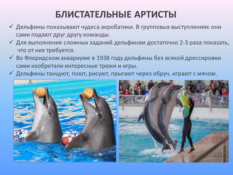 БЛИСТАТЕЛЬНЫЕ АРТИСТЫ Дельфины показывают чудеса акробатики