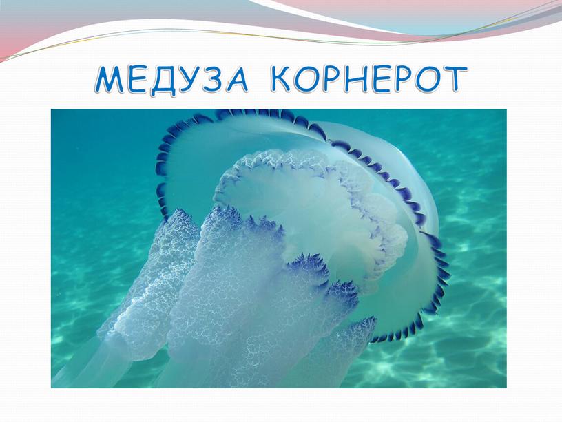 МЕДУЗА КОРНЕРОТ