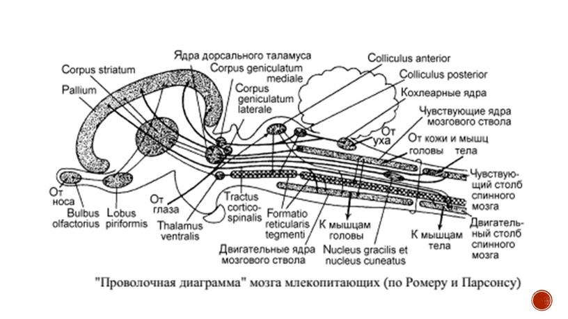 Нервная система позвоночных