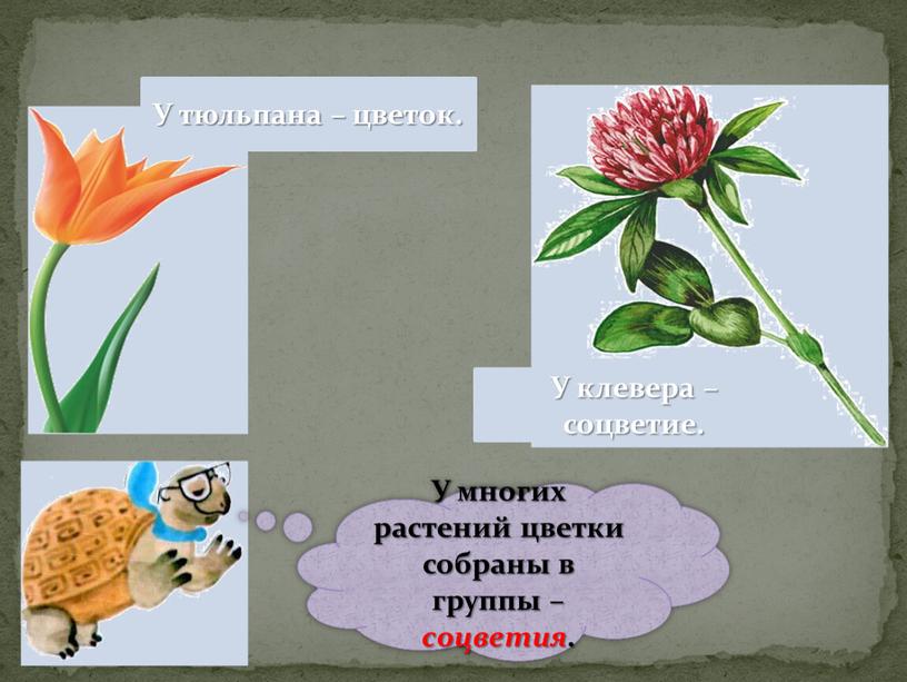 У многих растений цветки собраны в группы – соцветия