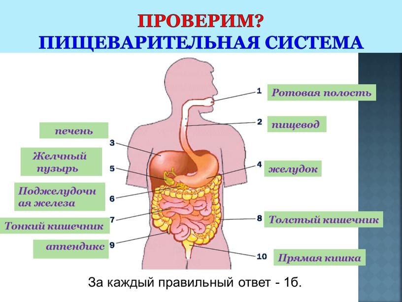 Проверим? Пищеварительная система