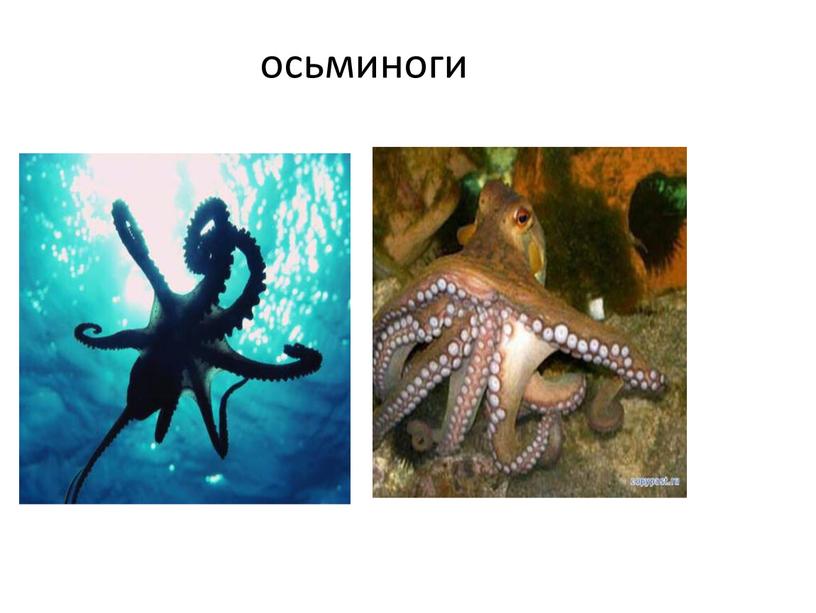 осьминоги