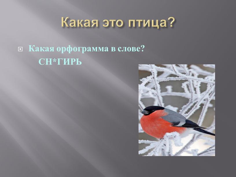 Какая это птица? Какая орфограмма в слове?