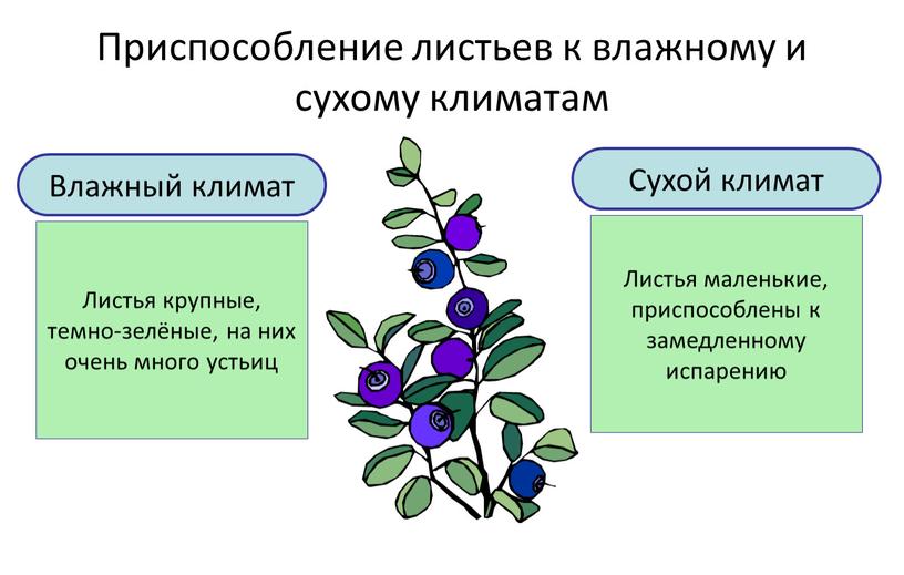 Приспособление листьев к влажному и сухому климатам