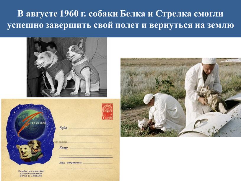 В августе 1960 г. собаки Белка и