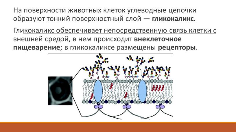 На поверхности животных клеток углеводные цепочки образуют тонкий поверхностный слой — гликокаликс