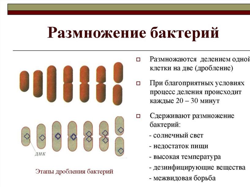 Презентация по биологии в 7 классе по теме "Бактерии"