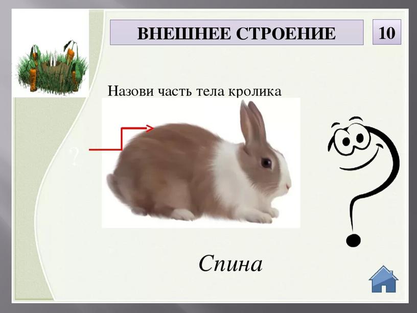 Презентация по Сельскохозяйственному труду:" Кролики. Внешнее строение и особенности". 5 класс