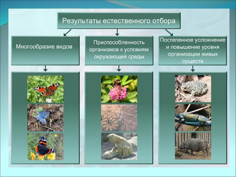 Практическая работа  «Описание особей одного вида по морфологическому критерию.»