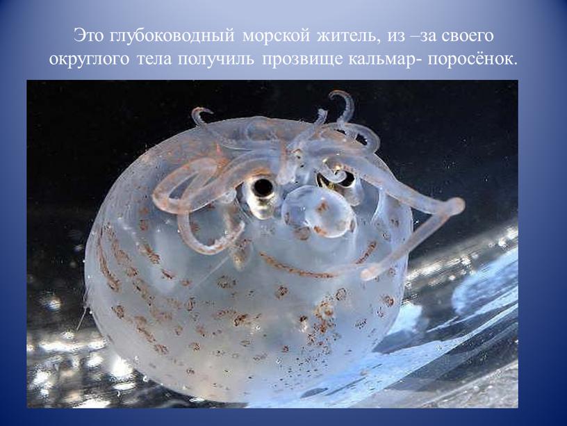 Это глубоководный морской житель, из –за своего округлого тела получиль прозвище кальмар- поросёнок