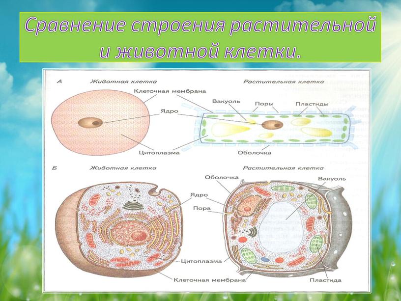Сравнение строения растительной и животной клетки