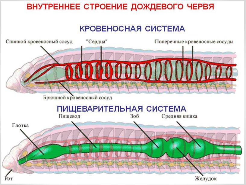 Типы Червей.