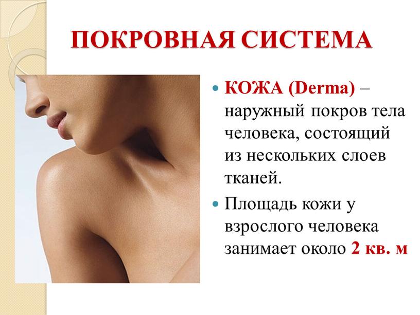 ПОКРОВНАЯ СИСТЕМА КОЖА (Derma) – наружный покров тела человека, состоящий из нескольких слоев тканей