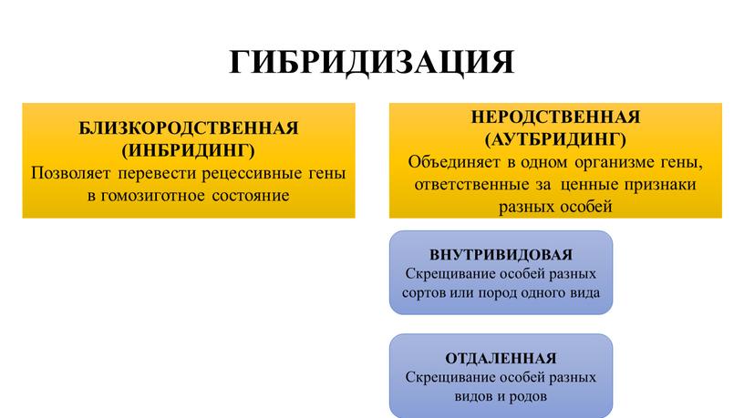 ГИБРИДИЗАЦИЯ БЛИЗКОРОДСТВЕННАЯ (ИНБРИДИНГ)