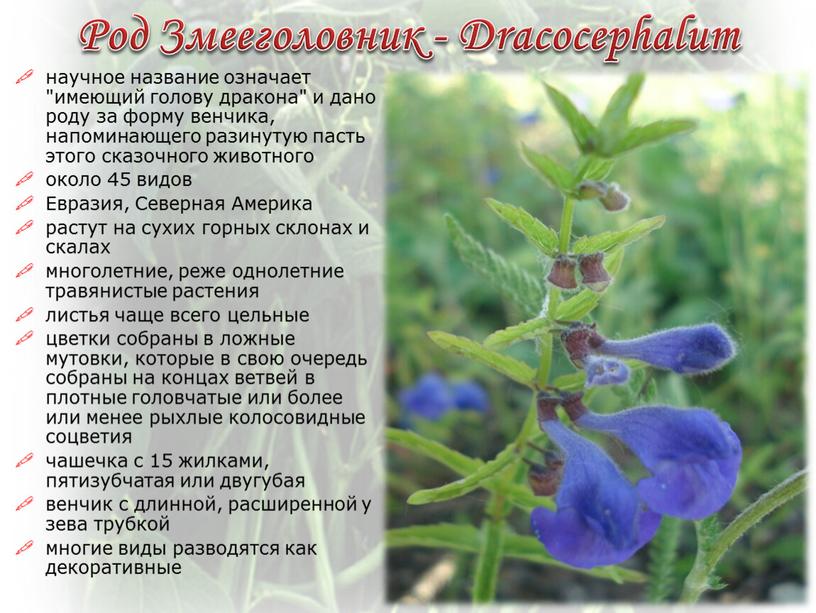 Род Змееголовник - Dracocephalum научное название означает "имеющий голову дракона" и дано роду за форму венчика, напоминающего разинутую пасть этого сказочного животного около 45 видов