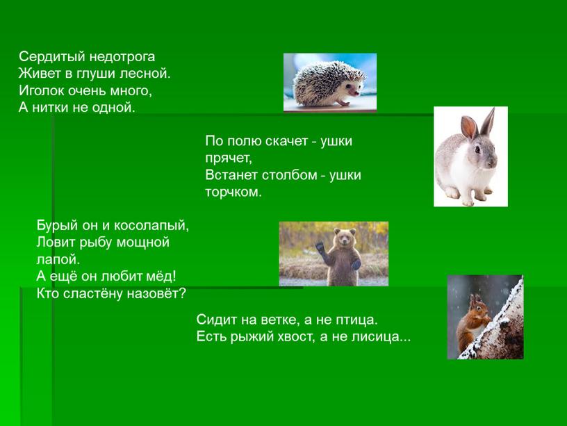 Сердитый недотрога Живет в глуши лесной