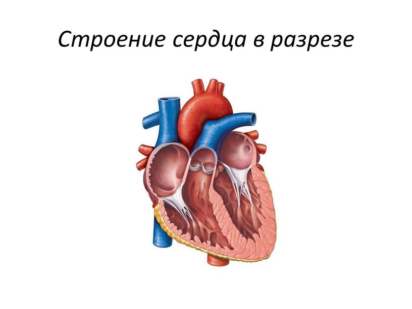 Строение сердца в разрезе