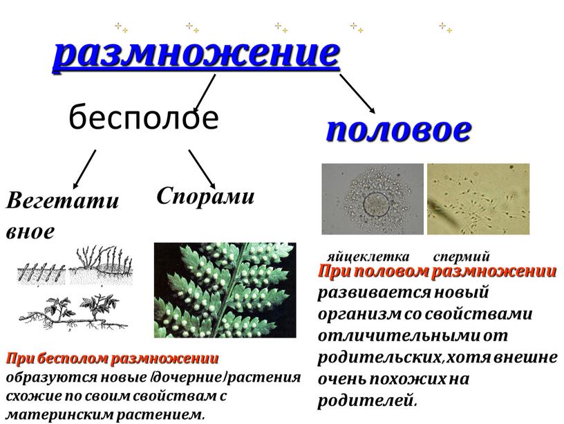 Вегетативное Спорами яйцеклетка спермий