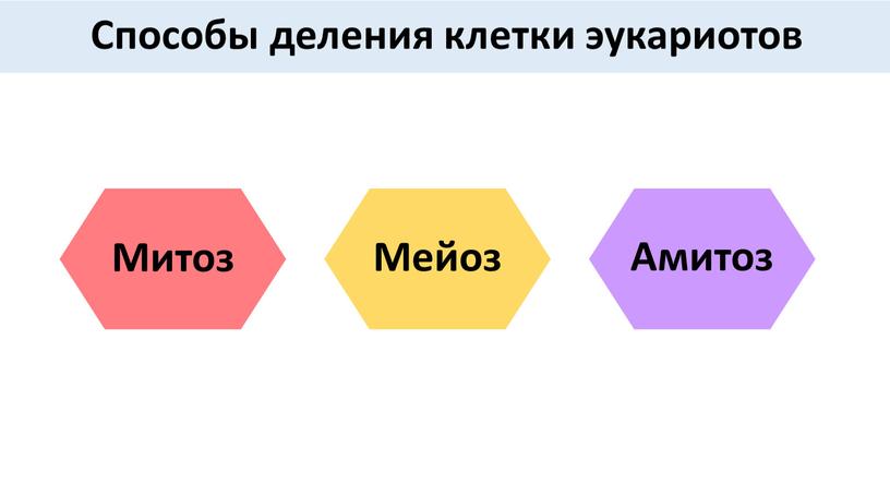 Способы деления клетки эукариотов