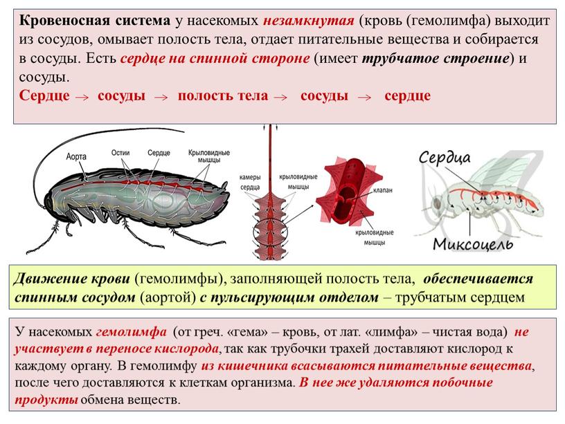 Кровообращение у насекомых. Гемолимфа насекомых функции. Насекомые кровеносная система гемолимфа. Гемолимфа насекомых выполняет функции. Особенность кровообращения насекомых.