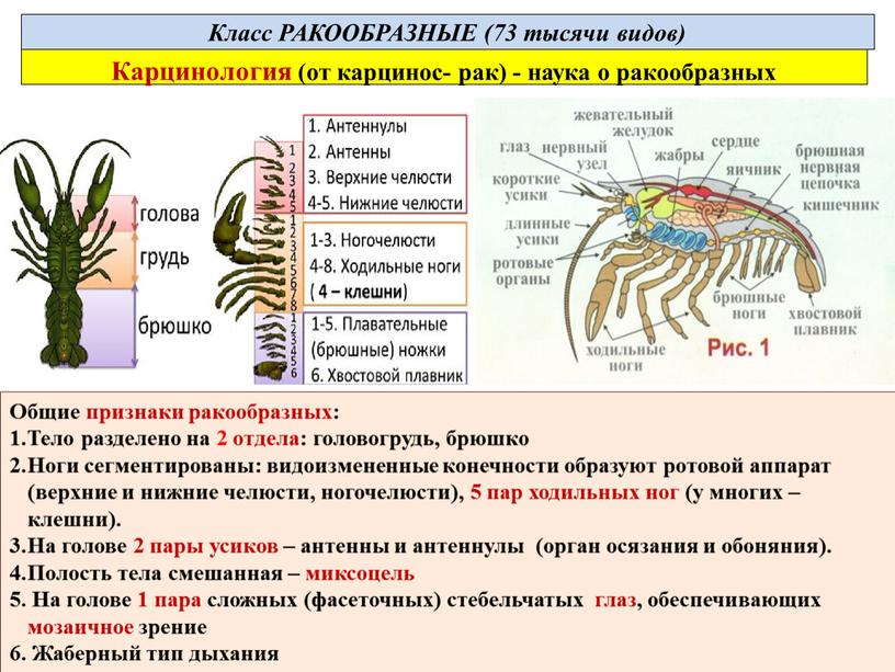 Общие признаки ракообразных: Тело разделено на 2 отдела: головогрудь, брюшко