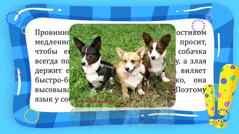 Провинившийся пёсик виляет хвостиком медленно, опустив его вниз, словно просит, чтобы его не ругали