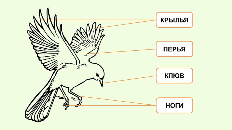 Наши пернатые друзья