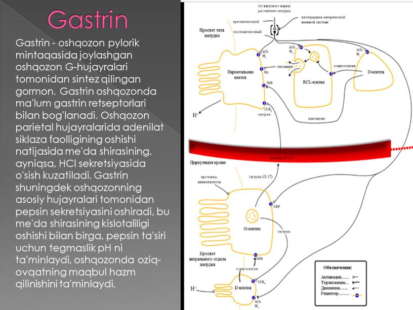 Gastrin Gastrin - oshqozon pylorik mintaqasida joylashgan oshqozon