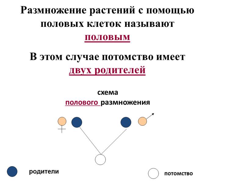 Размножение растений с помощью половых клеток называют половым