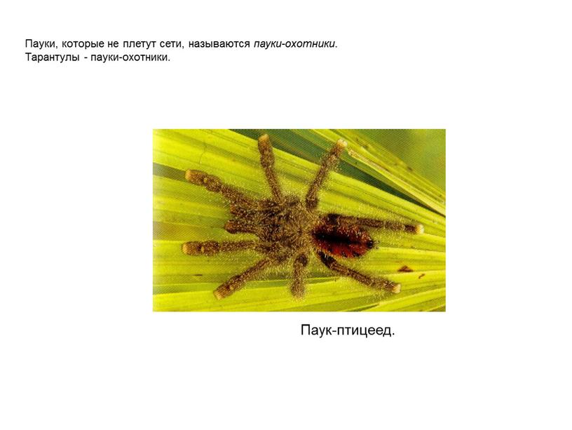 Паук-птицеед. Пауки, которые не плетут сети, называются пауки-охотники