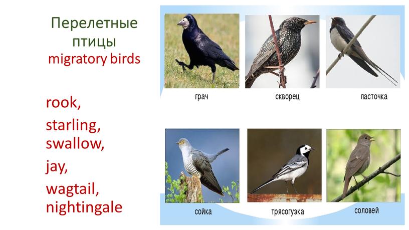 Перелетные птицы migratory birds rook, starling, swallow, jay, wagtail, nightingale