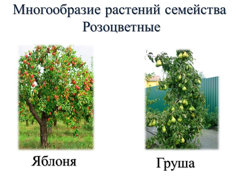 Яблоня Груша Многообразие растений семейства