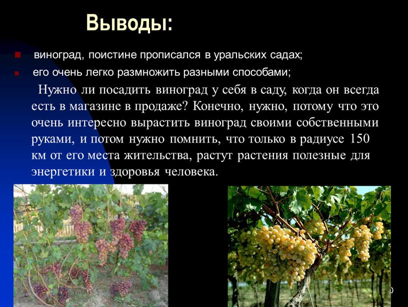 Выводы: виноград, поистине прописался в уральских садах; его очень легко размножить разными способами;