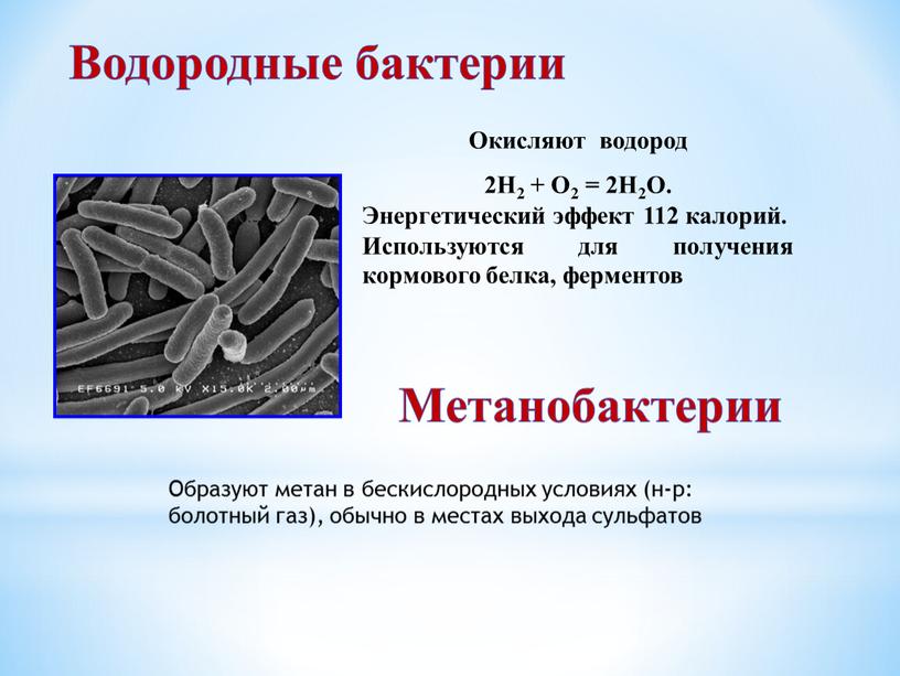 Водородные бактерии Метанобактерии