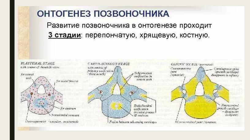 Осевой скелет позвоночных