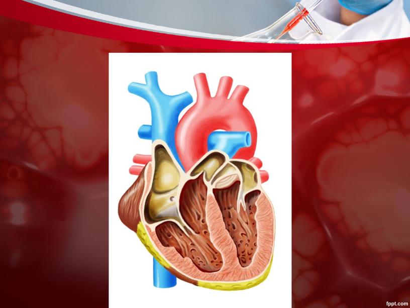 Презентация к уроку "Кровообращение. Строение сердца"