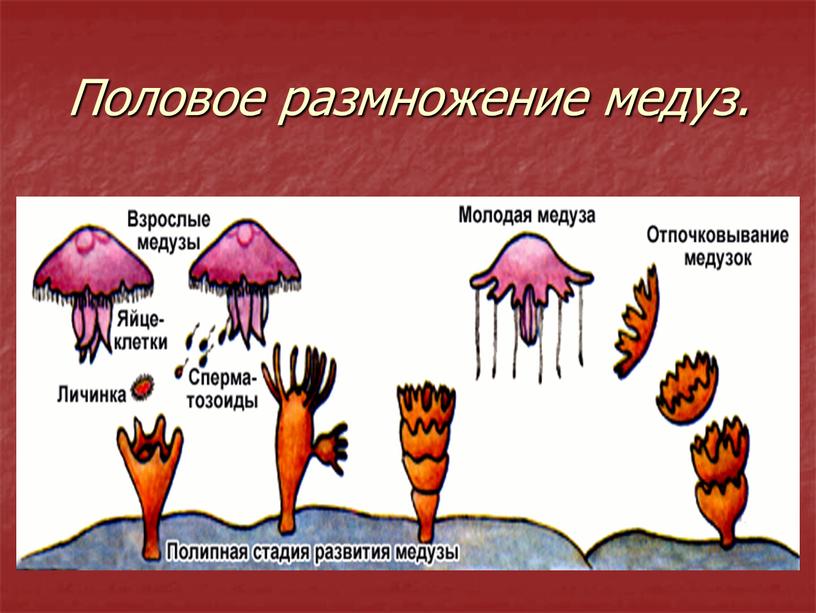 Половое размножение медуз.