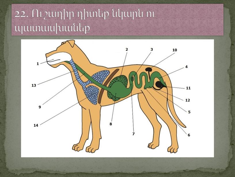 22. Ուշադիր դիտեք նկարն ու պատասխանեք