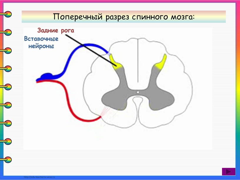 Задние рога Поперечный разрез спинного мозга: