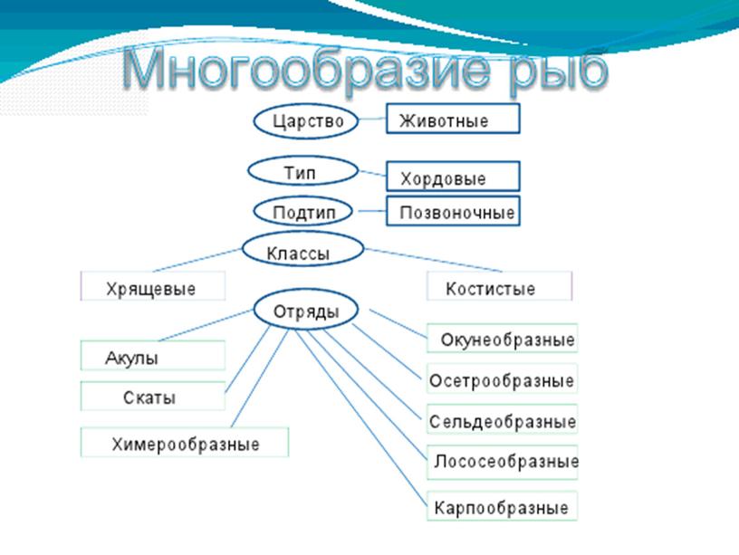 Презентация по биологии "Классы рыб"